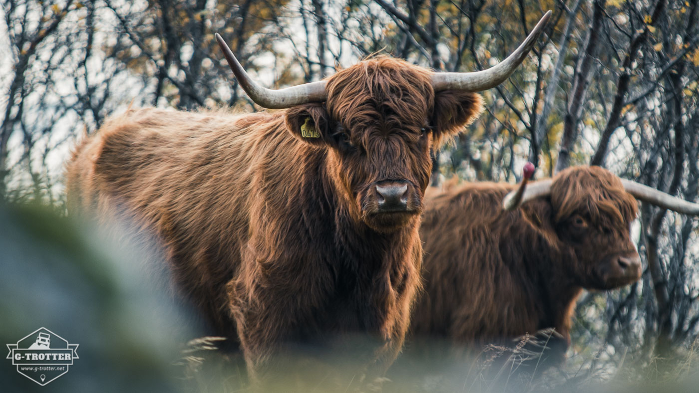 Some inhabitants of the Lofoten - Highland cattle.