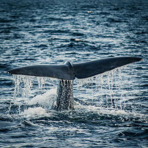 Save the whales - whale watching in Andenes