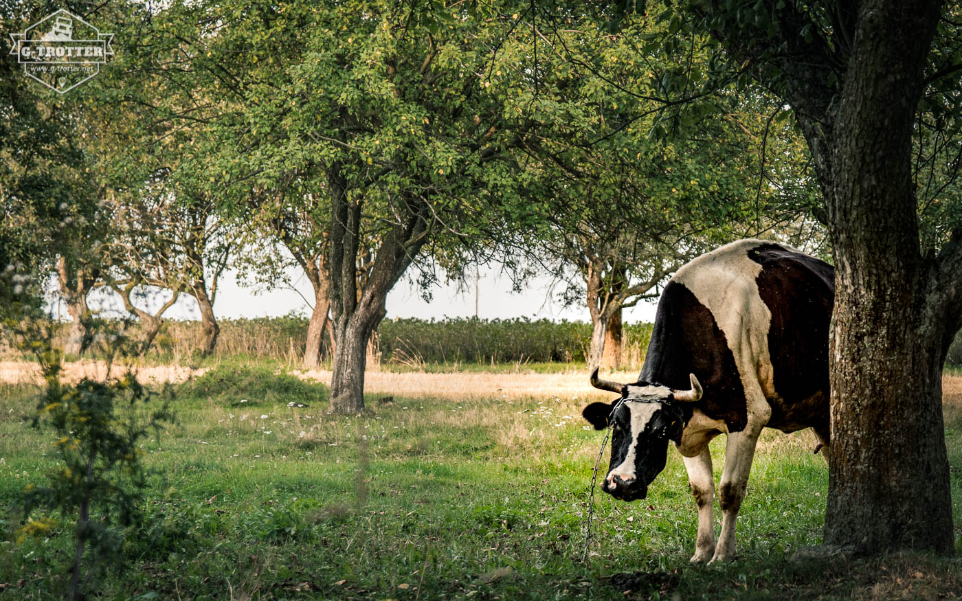 Curious neighbours on a campspot in Poland. 