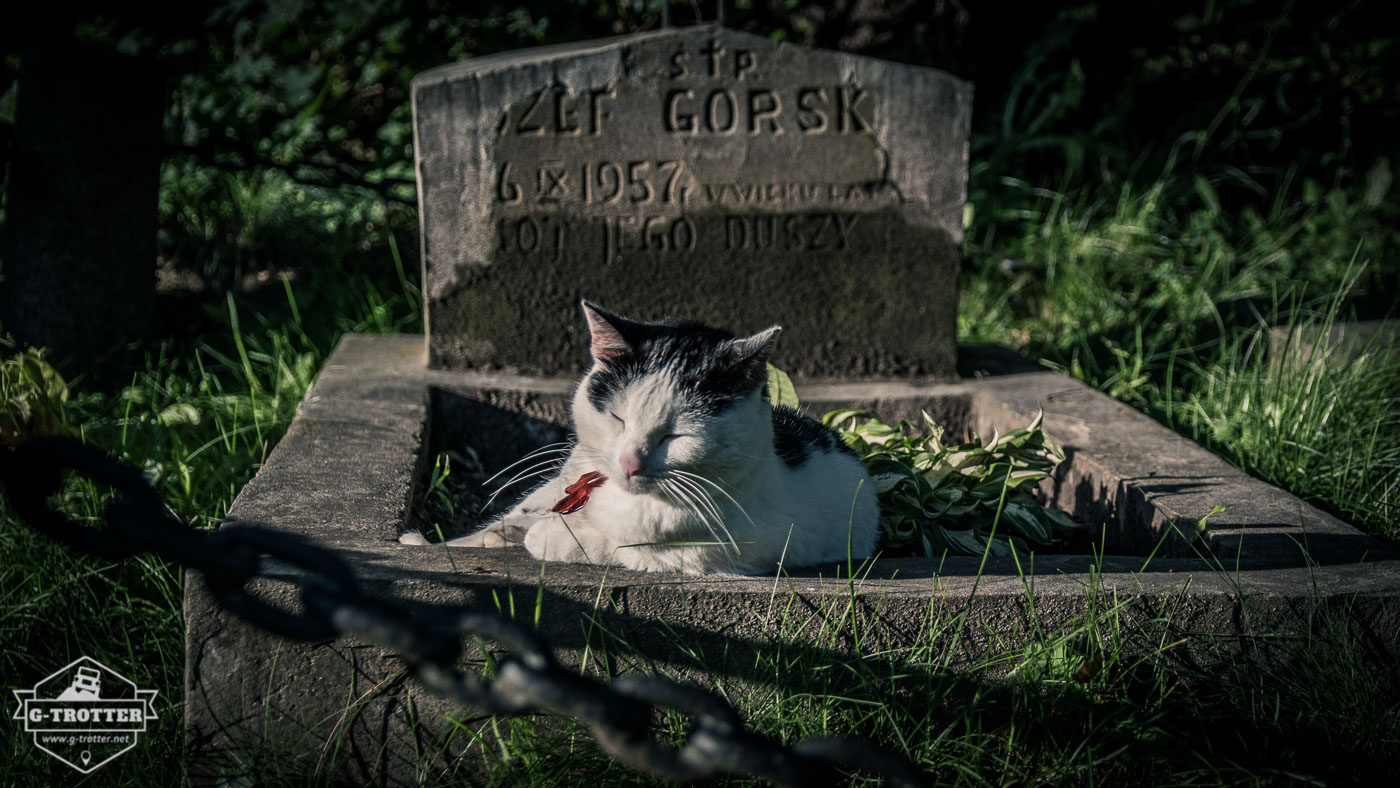 Der alte Bernhardiner-Friedhof.