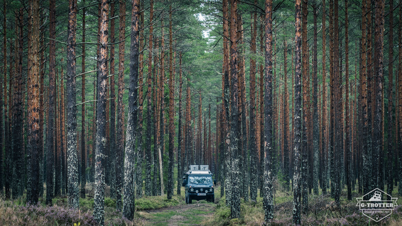The G seems tiny in the middle of the forests of Latvia.