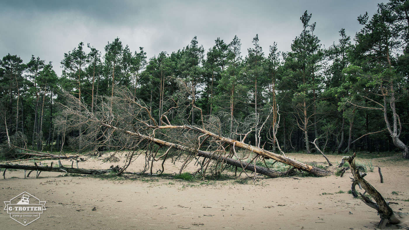 An unspoiled forest borders on the beach of Cape Kolkas.