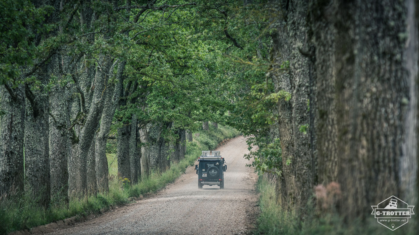 Beautiful avenues line the country roads of Latvia.