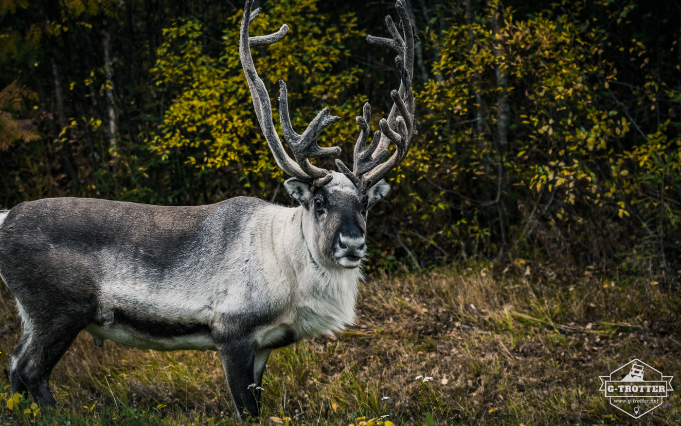 Did we watch reindeer or did they watch us?