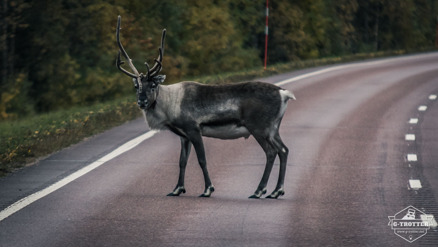 Driving in Finland means to always be attentive to reindeer showing up in the middle of the road.