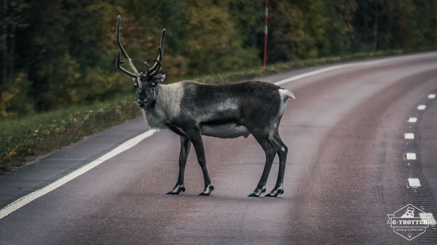 Immer wieder trafen wir auch mitten auf der Straße auf Renntiere, was man beim Autofahren immer im Hinterkopf behalten sollte.