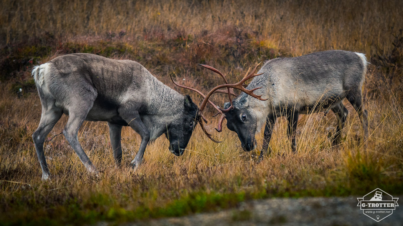 Reindeer feud. 