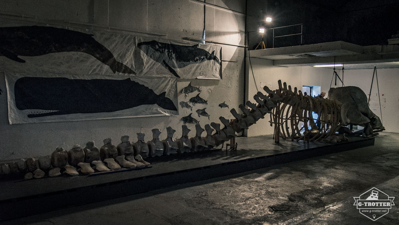 The skeleton of a sperm whale in the Andenes Whale Center.