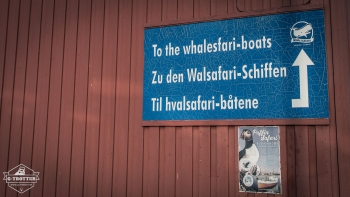 Whale-Safari in Andenes | Picture 3