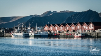 Whale-Safari in Andenes | Picture 5