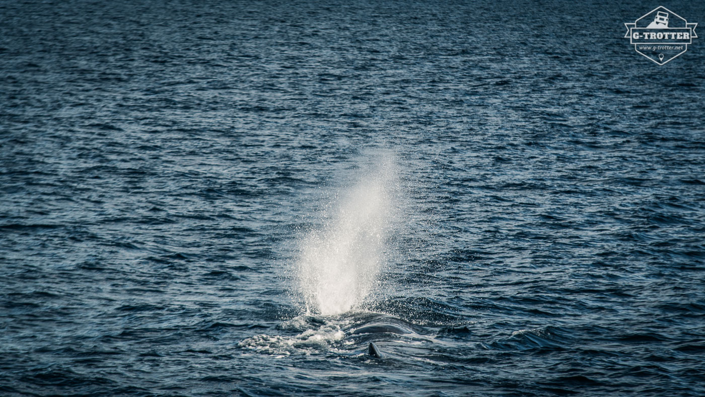 A sperm whale on the surface. 