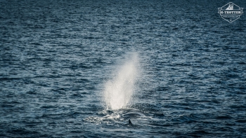 Whale-Safari in Andenes | Picture 13