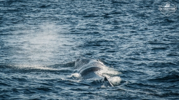 Whale-Safari in Andenes | Picture 14