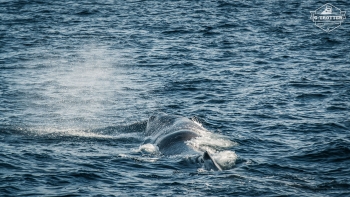 Wal-Safari in Andenes | Bild 14