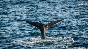 Whale-Safari in Andenes | Picture 15