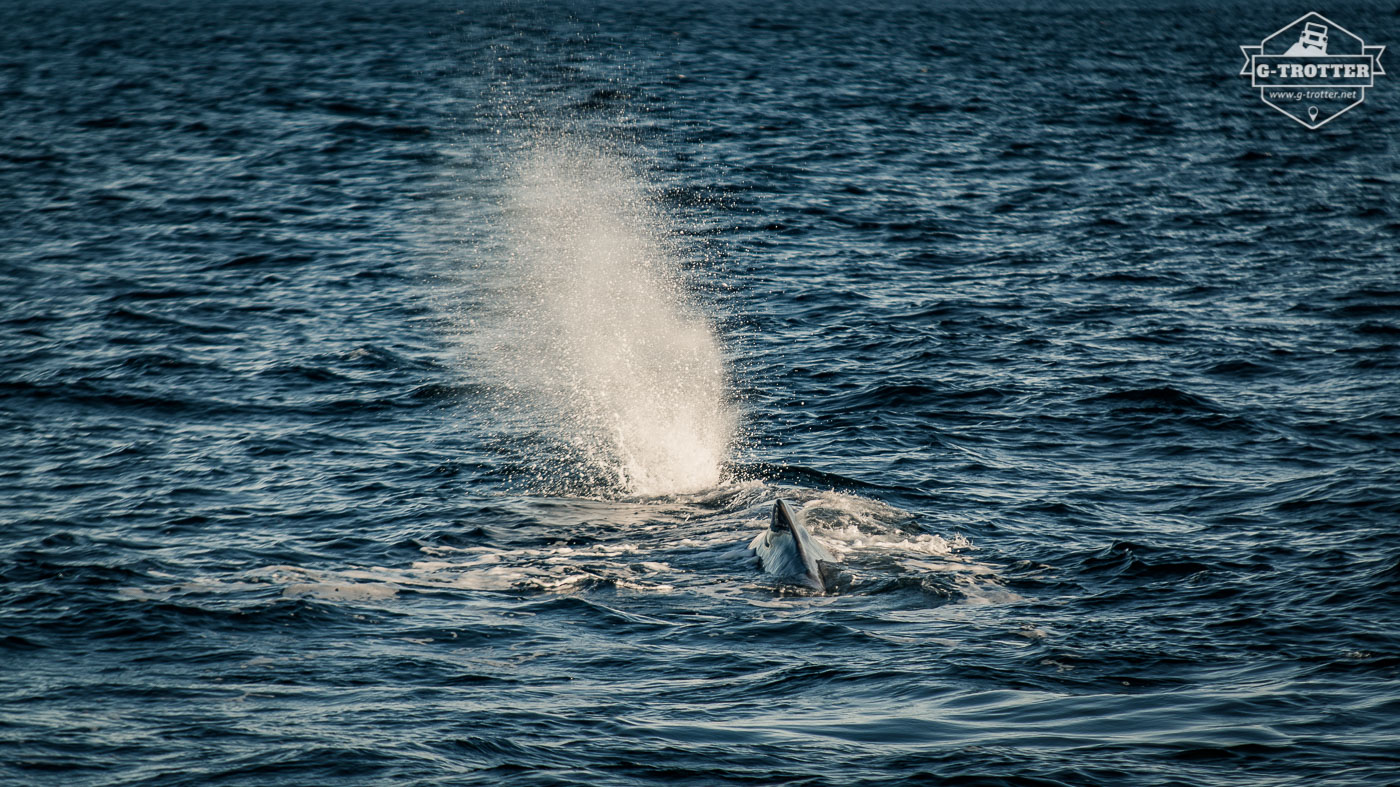 Sperm whale on the surface. 