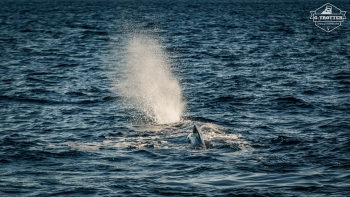 Wal-Safari in Andenes | Bild 17