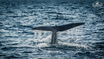 Wal-Safari in Andenes | Bild 18