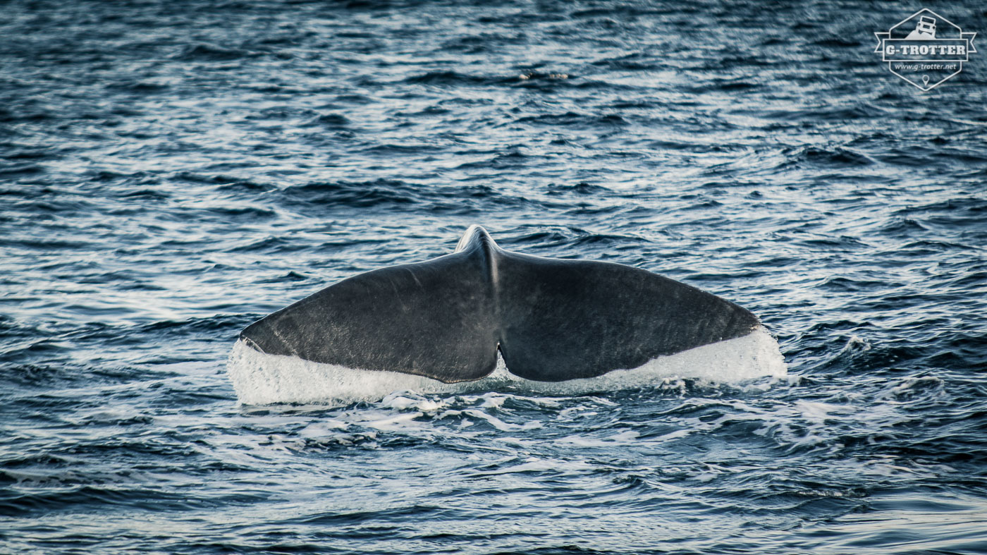 The shape of the fin is different for each animal.