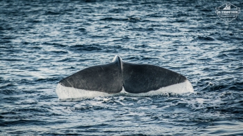 Wal-Safari in Andenes | Bild 19