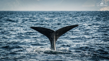 Whale-Safari in Andenes | Picture 20