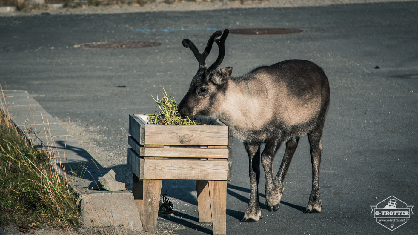 A young reindeer helps itself on the flower pot of a supermarket.