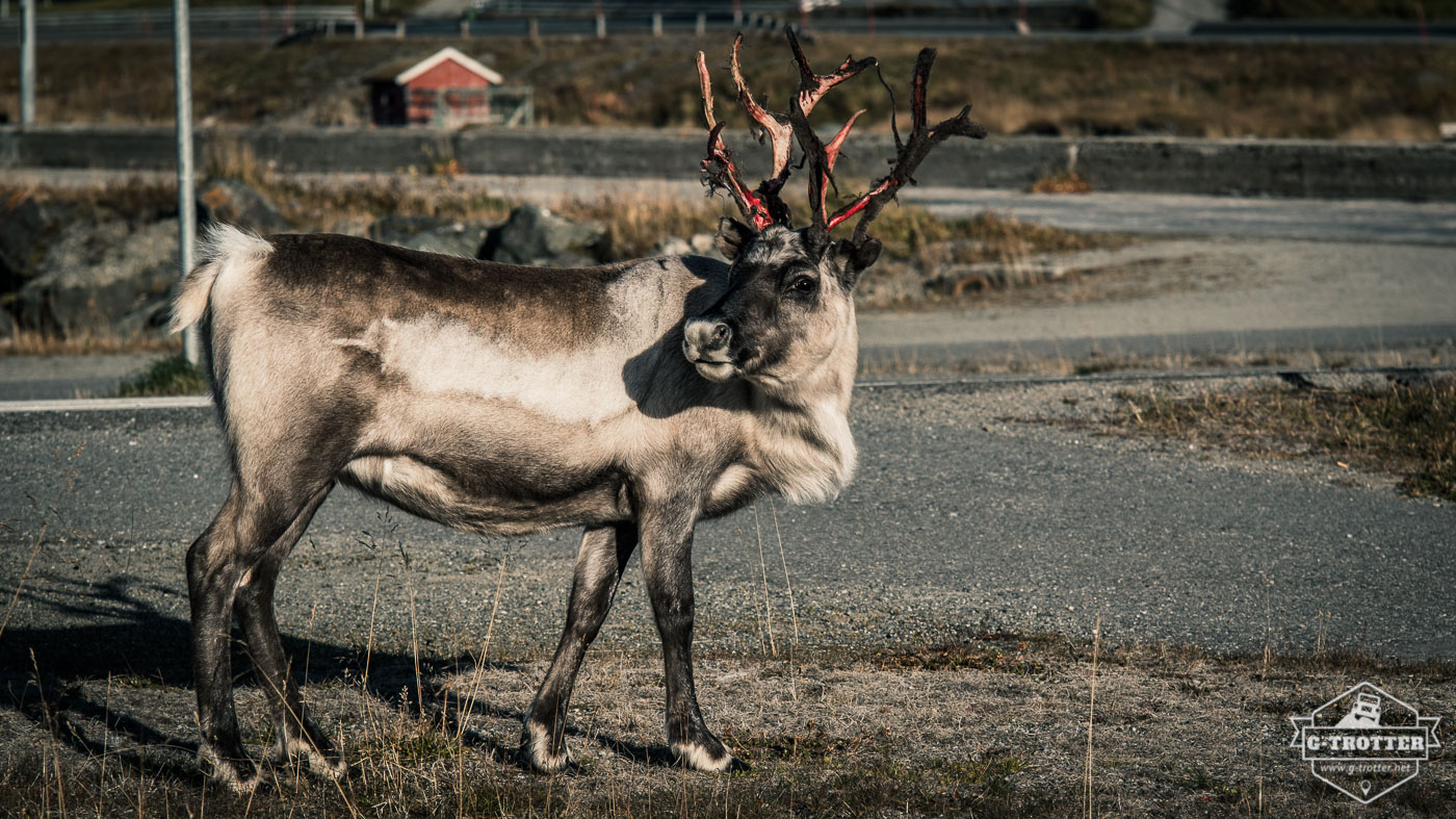 Rentier in Norwegen. 