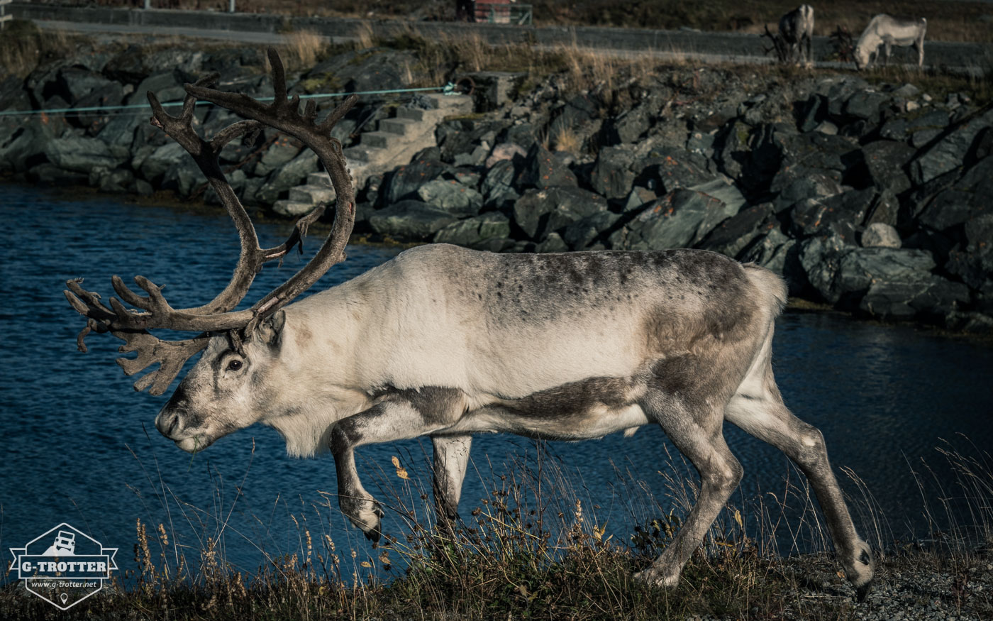Reindeer in Norway.