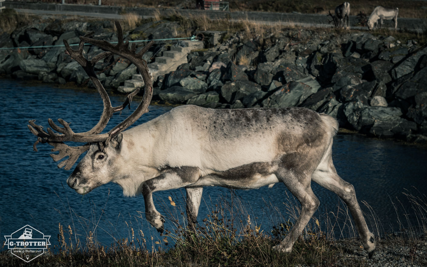 Rentier in Norwegen. 