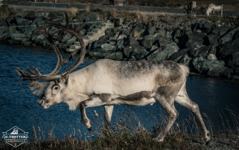 Animals of Norway | Picture 3