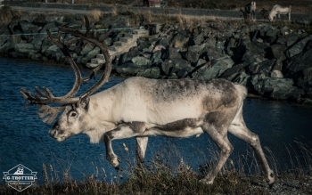 Tiere in Norwegen | Bild 3