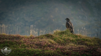 Tiere in Norwegen | Bild 4