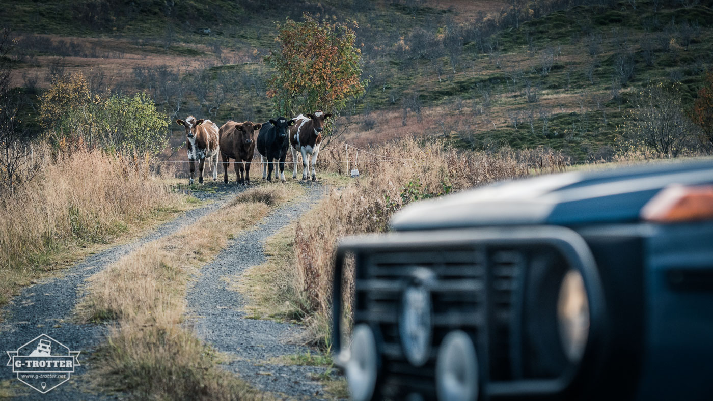 Some cows marveling at the G on the Lofoten.