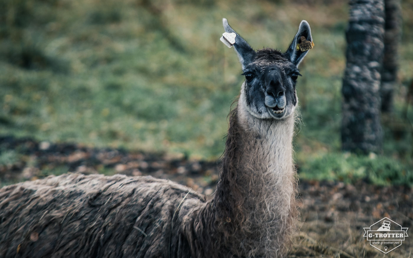 Who would have expected a Lama on the Vesteralen?