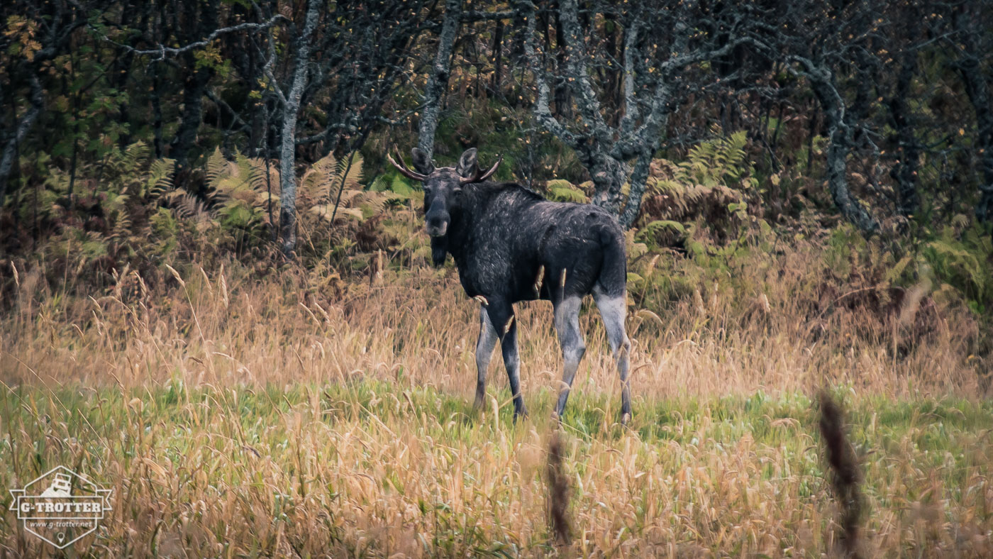 A moose, spotted on the Vesteralen.