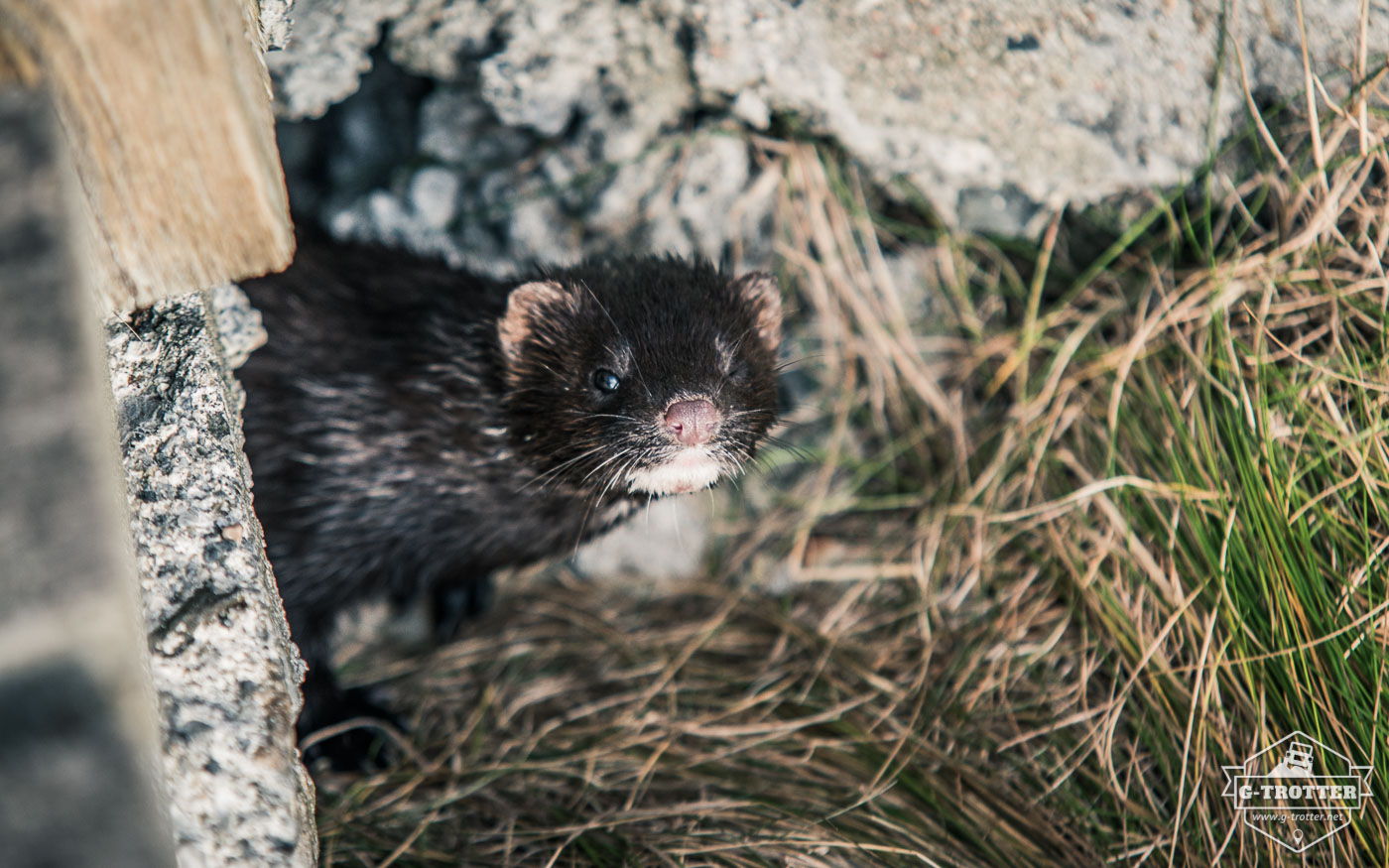 A mink spotted on the Vesteralen. 