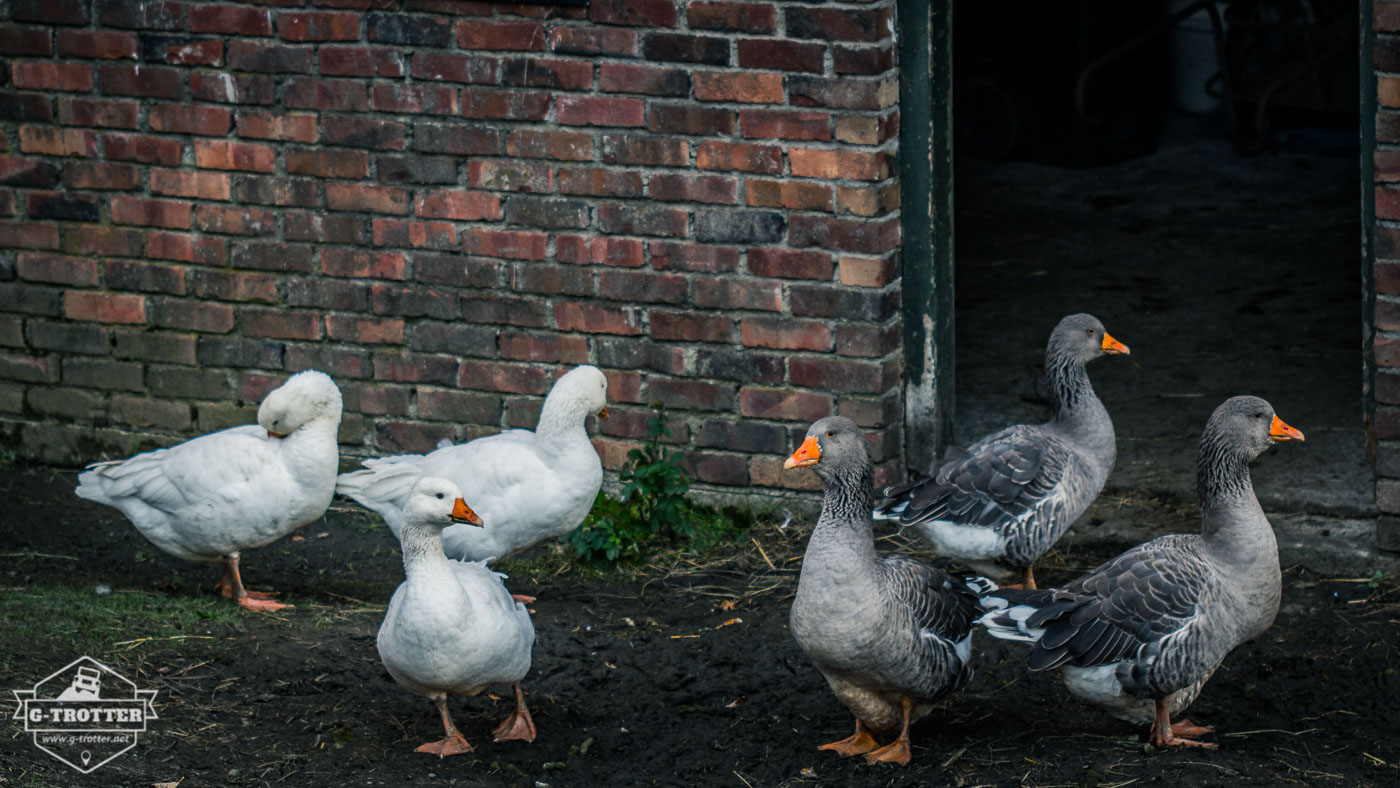 Goose Gang.