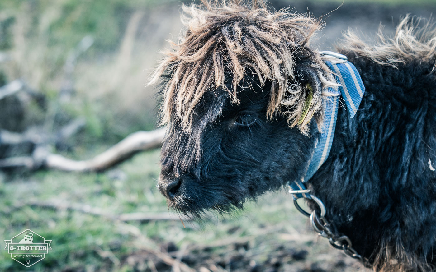 A baby highland cattle. 