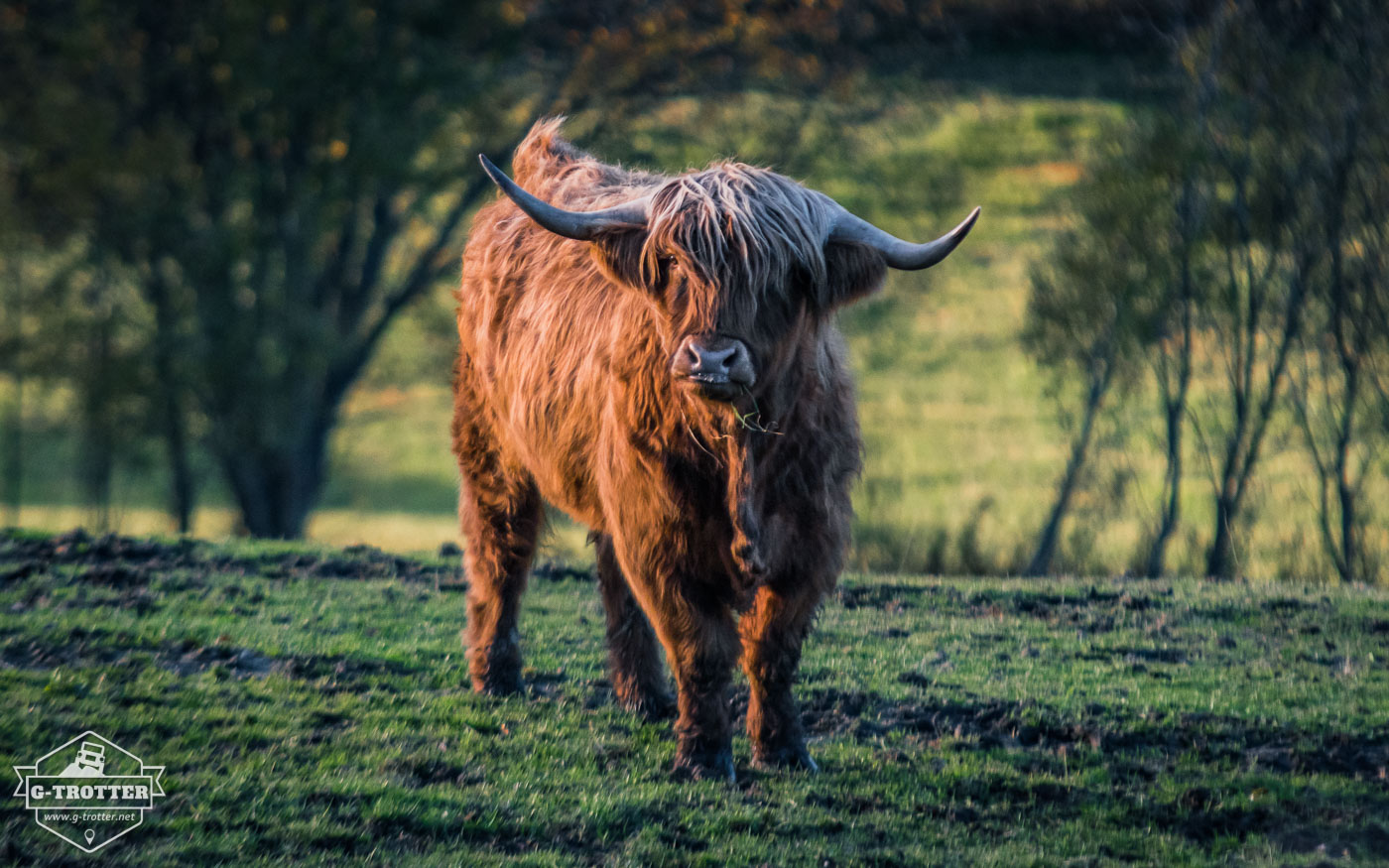 A highland cattle in Norway.