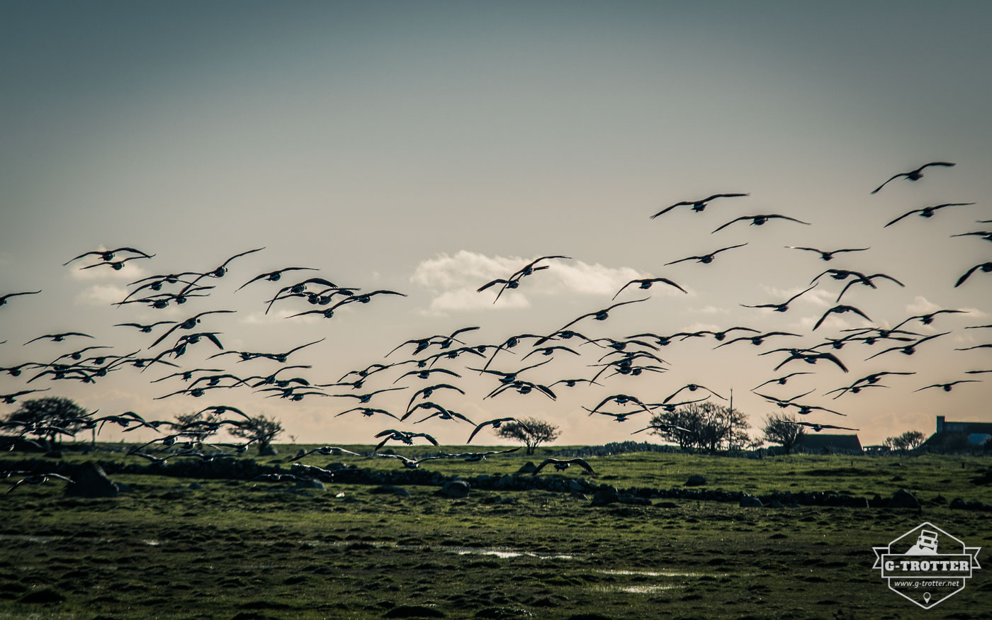 Vogelschutzgebiet auf der Insel Öland.