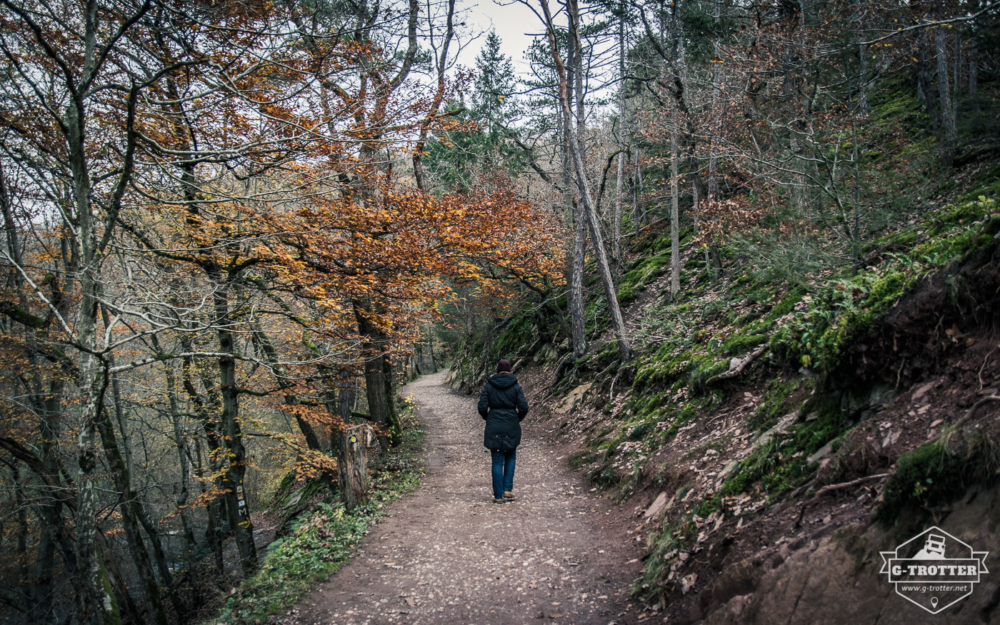 Wald rund um die Burh Eltz. 