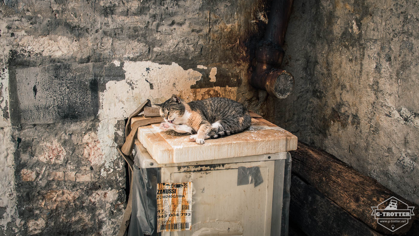 A well-camouflaged cat in Sibenik.