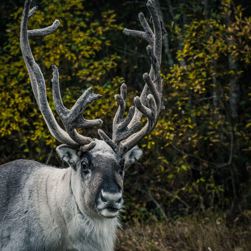 Kiitos, Finnland -  Seen, Sauna und Santa