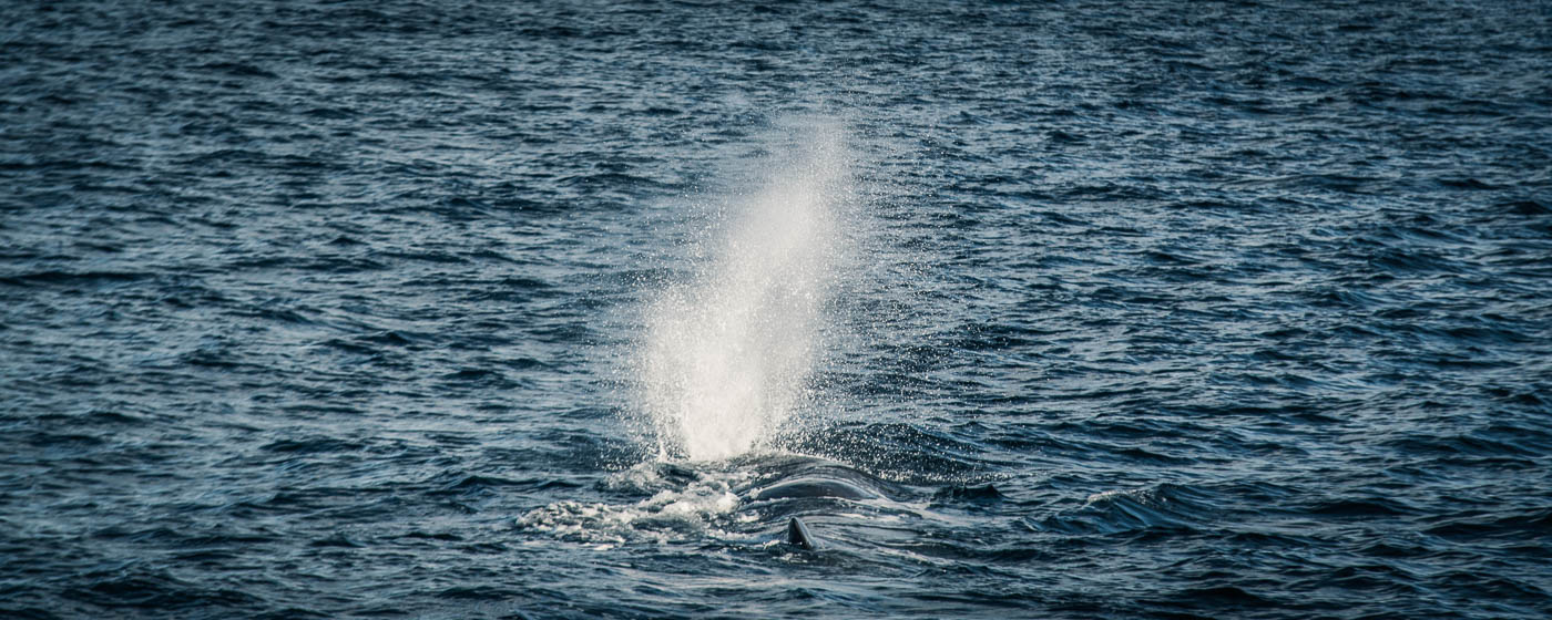 Save the whales - whale watching in Andenes