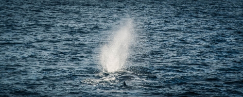 Rettet die Wale - Walbeobachtung in Andenes
